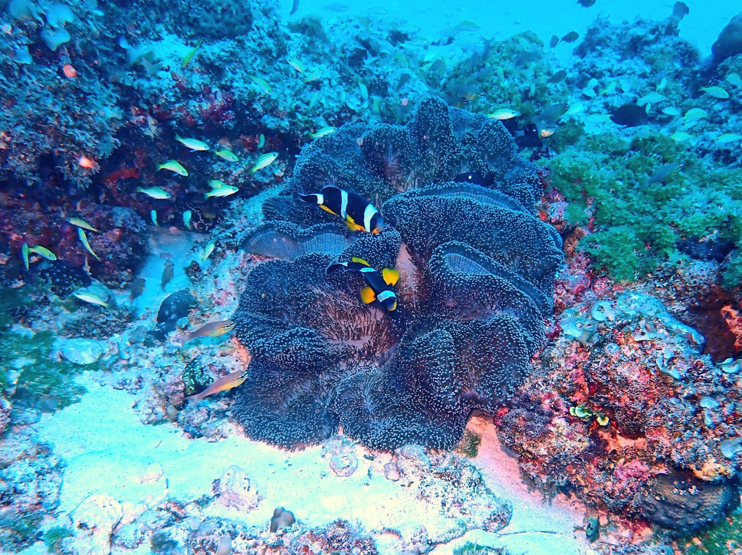 Dodo Divers Mauritius-卡罗迪勒必去景点