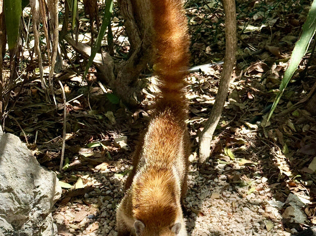 Cenote Azul-尤卡坦半岛必去景点