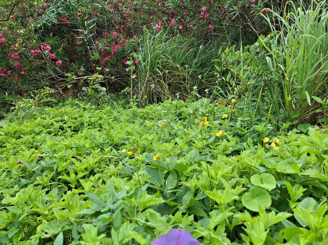 Tom Moore's Jungle-Hamilton Parish必去景点