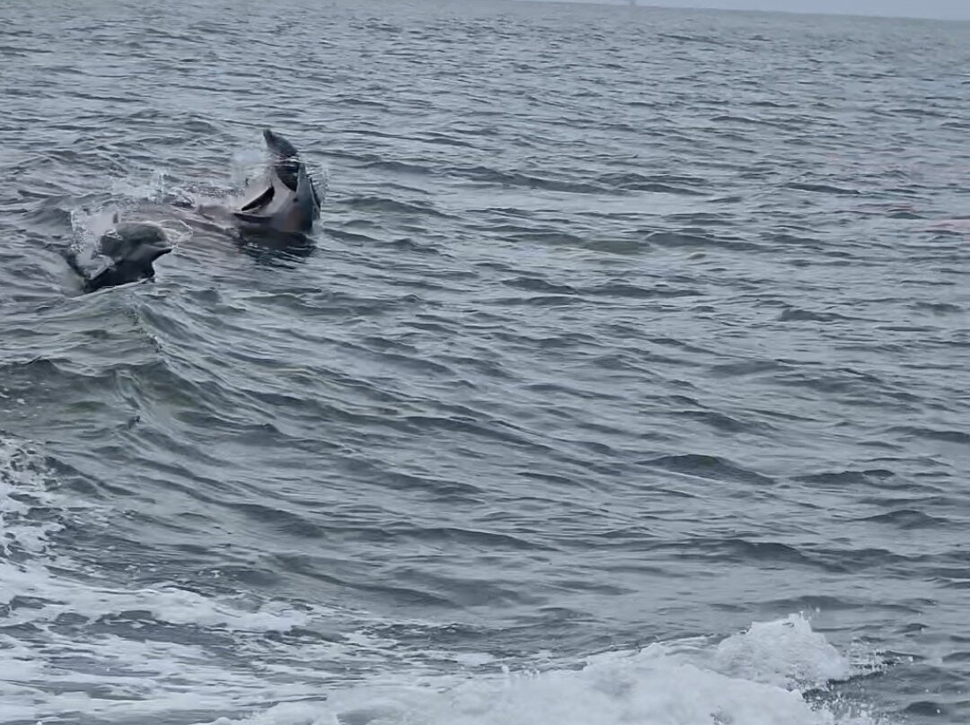 Thundercat Dolphin Watch景点图片