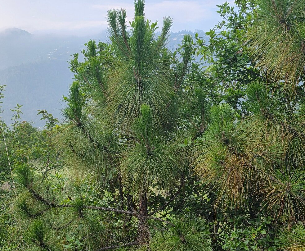 Dyo- The Organic Village Resort主图