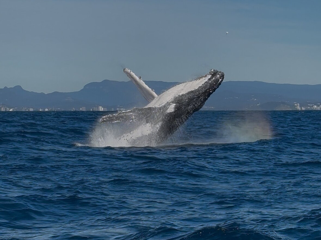 Tweed Gold Coast Dive Charters-堤维德岬必去景点