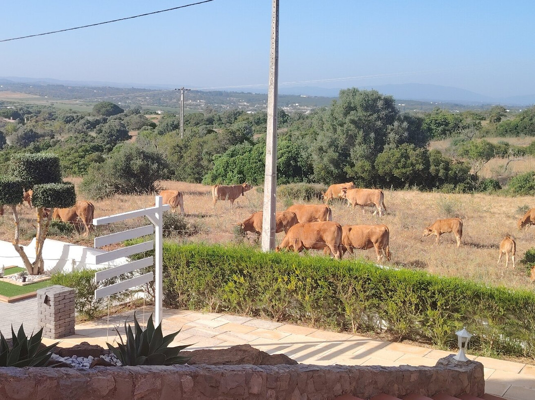 Eco Natura Falcoeira