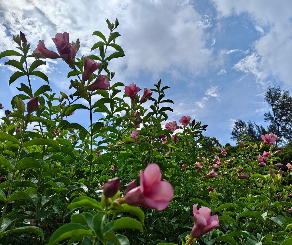 The Bark - An Art Hotel主图