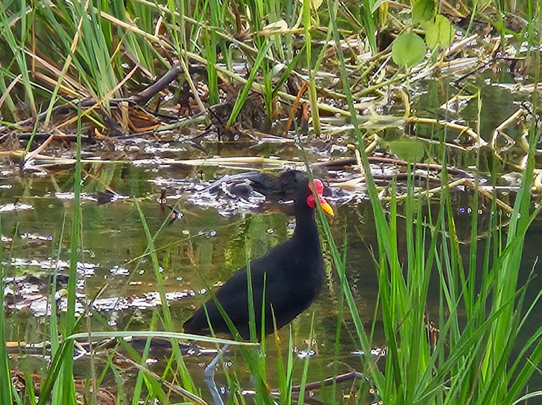 Panama Road Trips-巴拿马城必去景点