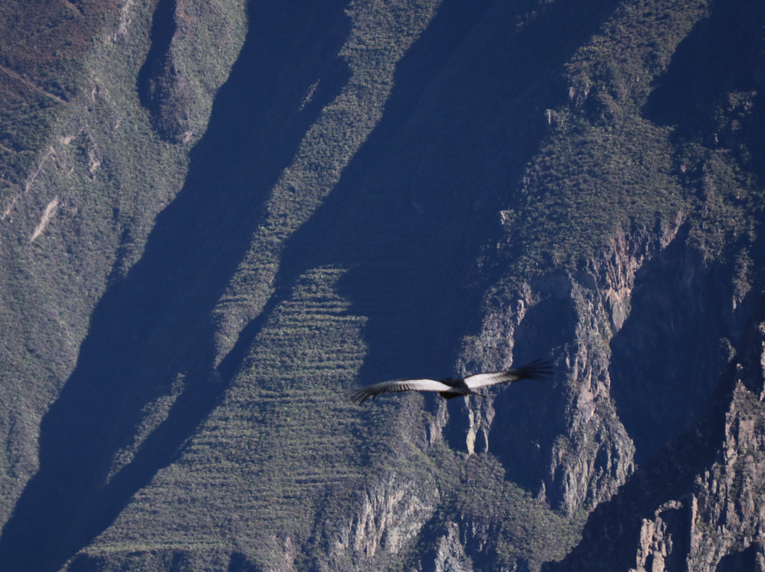 Carlitos Tours-阿雷基帕必去景点