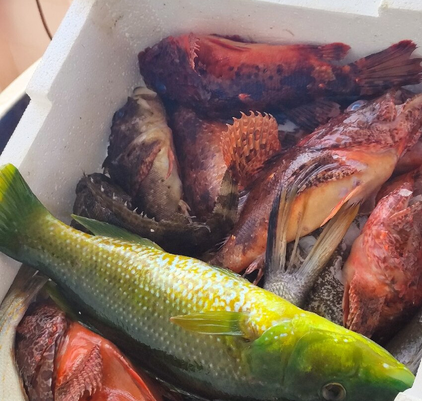 Pescaturismo La Barca dei Matti-Campo nell'Elba必去景点