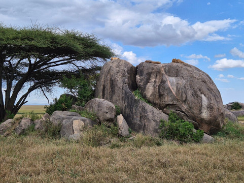 Vumbua Safari-阿鲁沙必去景点