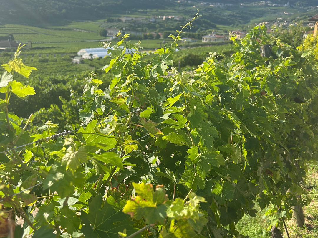 Fratelli Vogadori-Negrar di Valpolicella必去景点