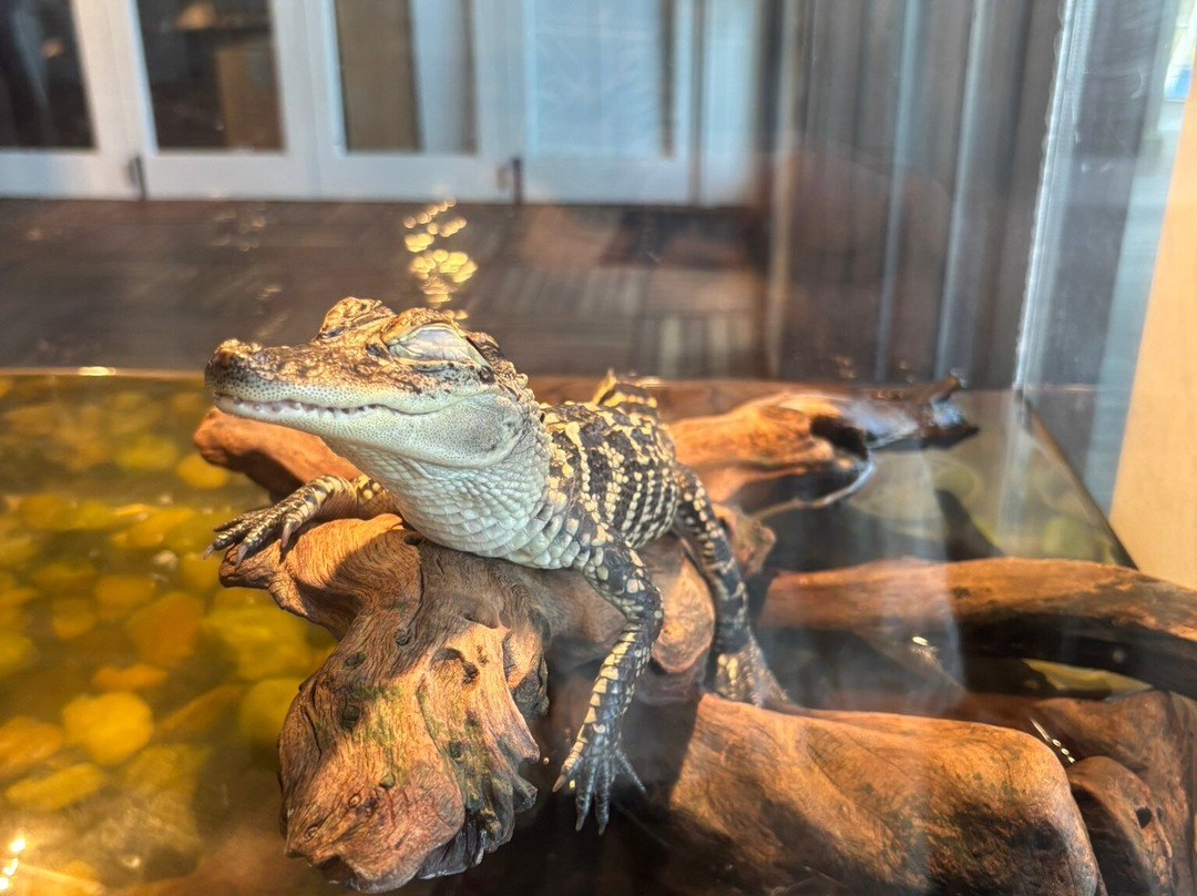 Tybee Island Marine Science Center-泰碧岛必去景点