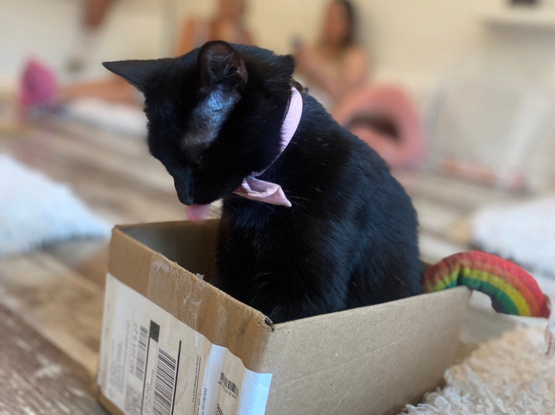 Crumbs & Whiskers-华盛顿特区必去景点