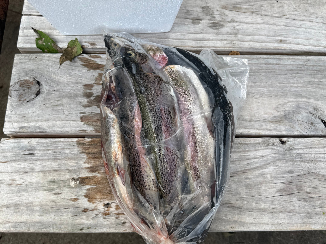 Cotter Trout Dock Guided Trout Fishing Tours-Cotter必去景点