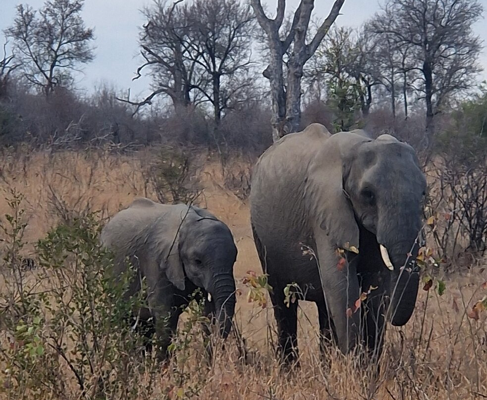 Robbie Williams Safaris-雾观必去景点