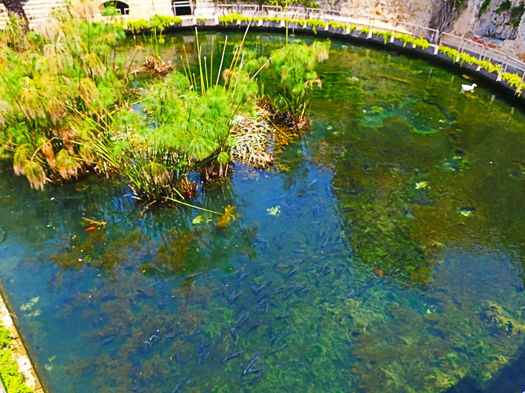 Fonte Aretusa-锡拉库扎必去景点