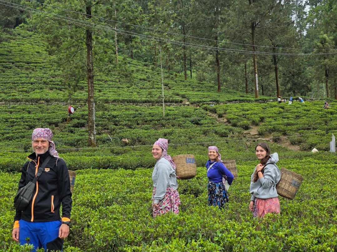 Blue Field Tea Factory-拉马伯达必去景点