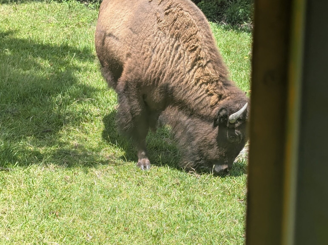 Wild Georgia Safari Park-Metter必去景点