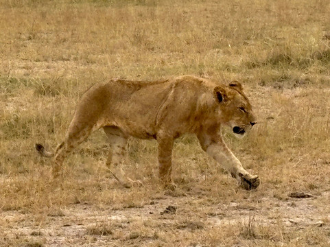 Netherken Safaris & Tours-蒙巴萨必去景点