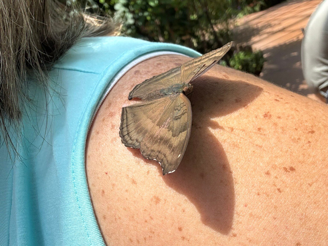 Butterfly Wonderland-斯科茨代尔必去景点