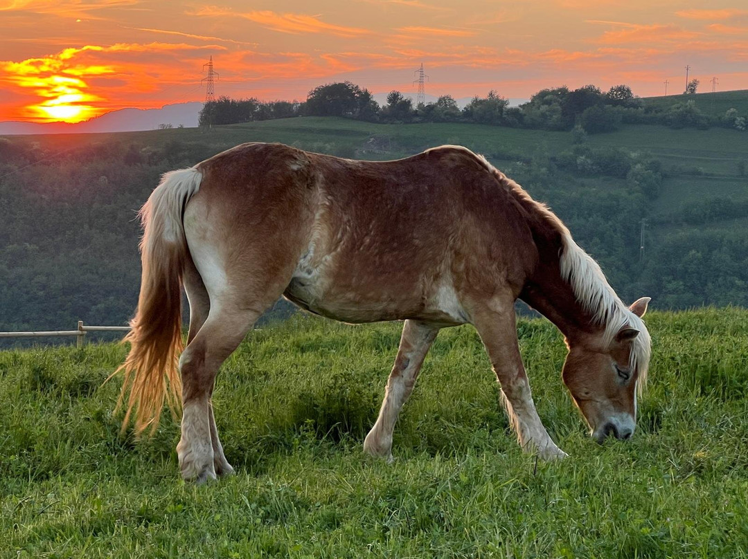 La Collina dei Ciliegi-Grezzana必去景点