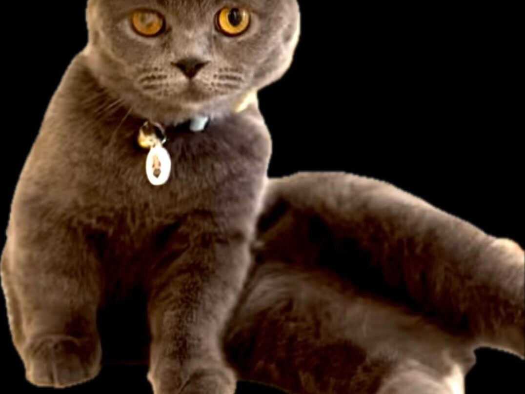 Munchkin &amp; The Gang Cat Cafe