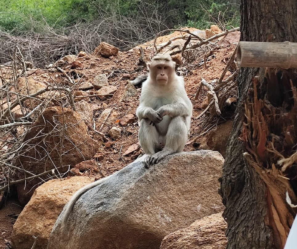 Kaliasagiri Hills-Chintamani必去景点