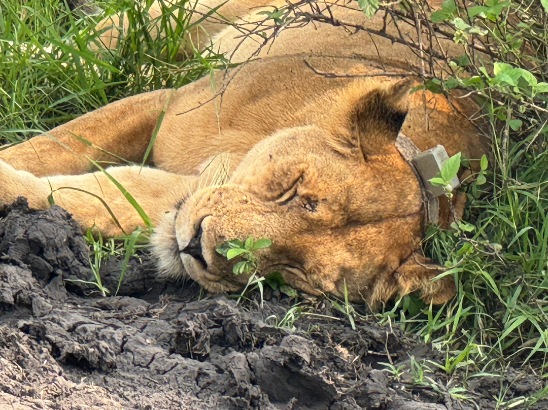 Kabaffulo Safaris-Katunguru必去景点