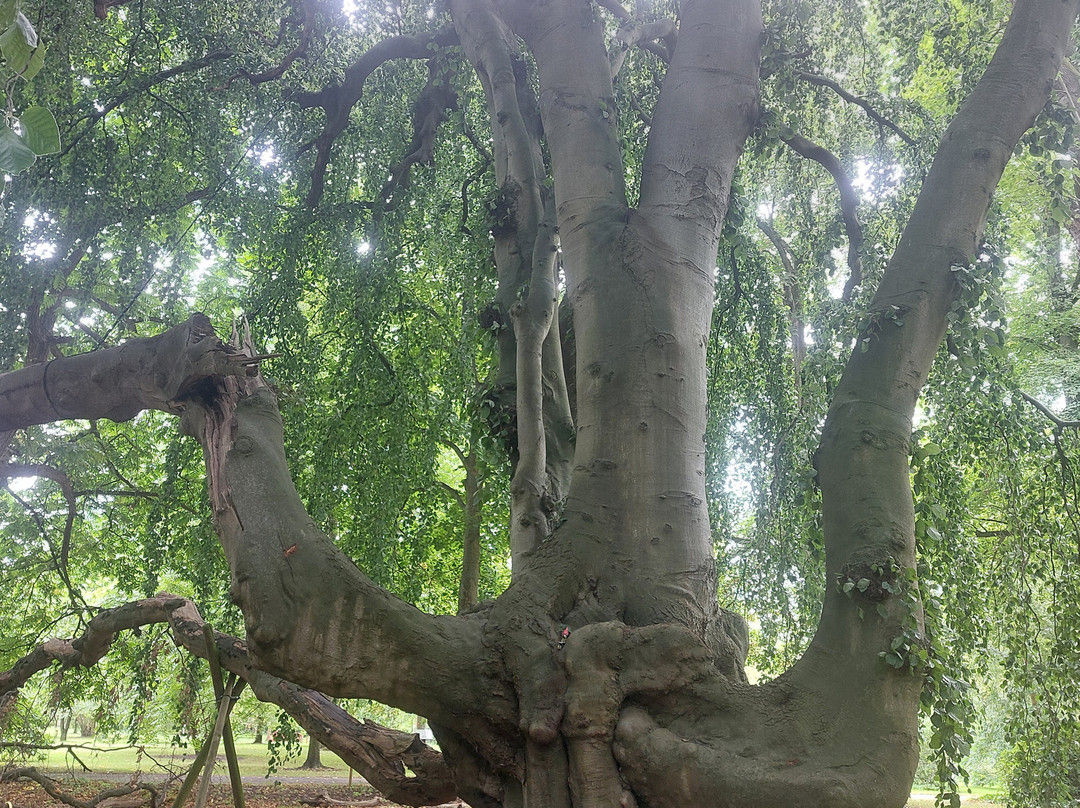 Stichting Arboretum Oudenbosch-Oudenbosch必去景点