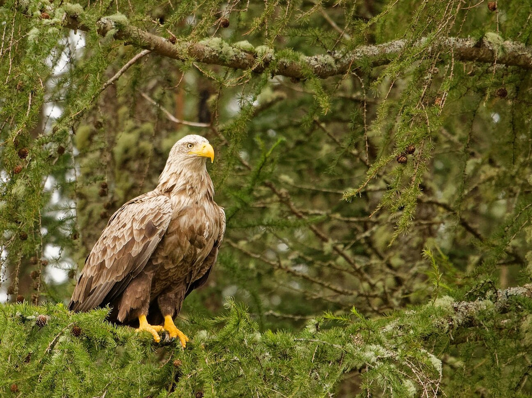 Loch Shiel-Glenfinnan必去景点