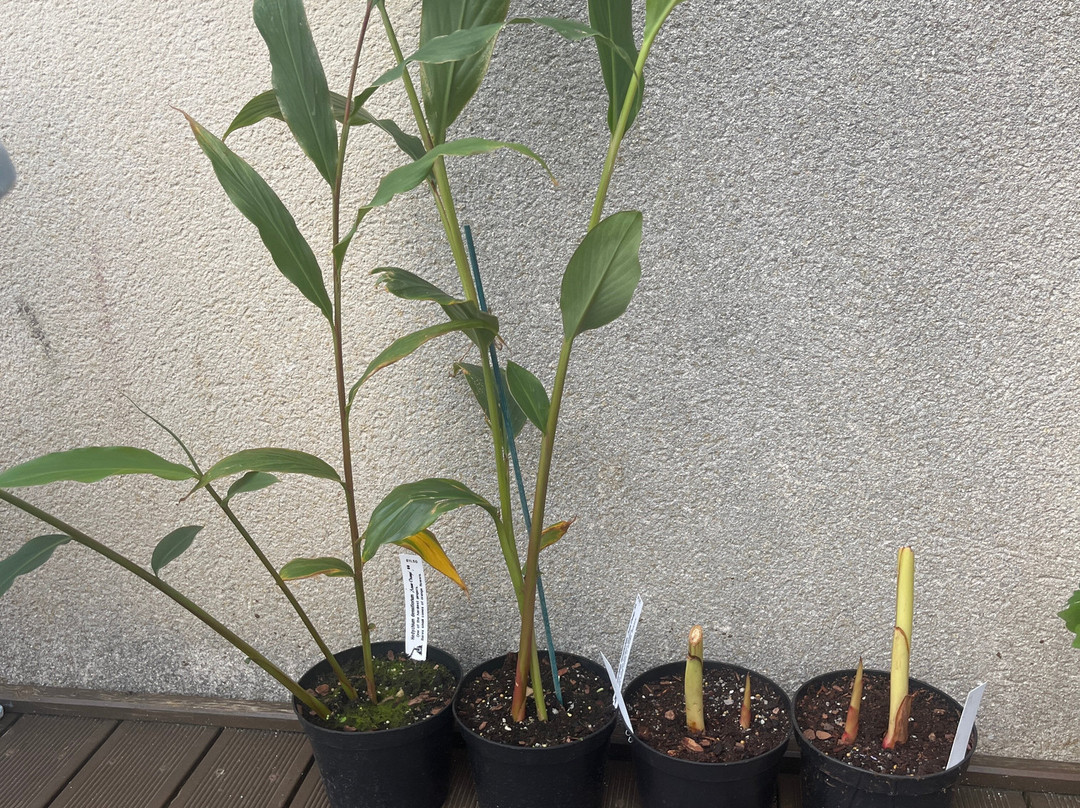 Hardy Exotics-彭赞斯必去景点