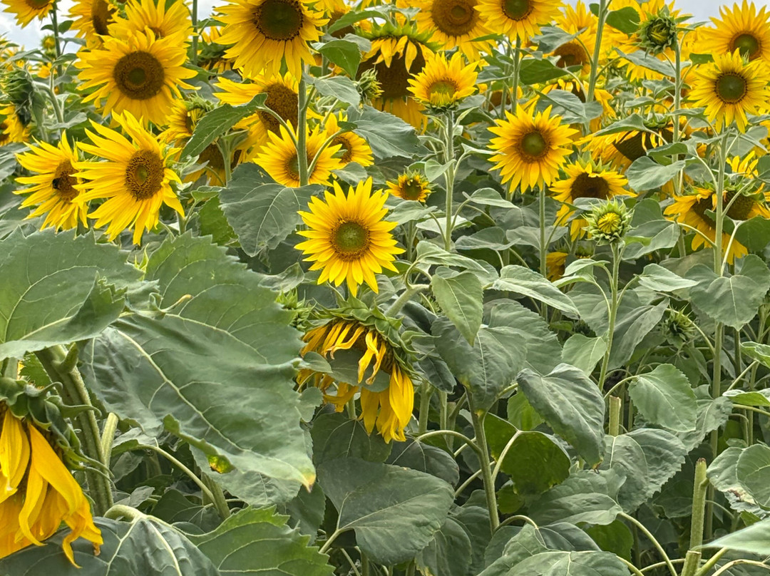 Writtle Sunflowers-切姆斯福德必去景点