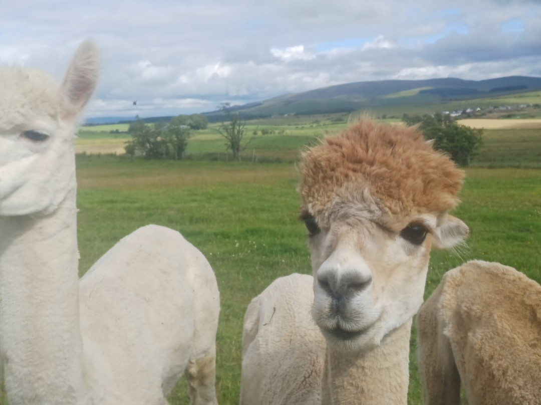 Millburn Alpacas-New Cumnock必去景点