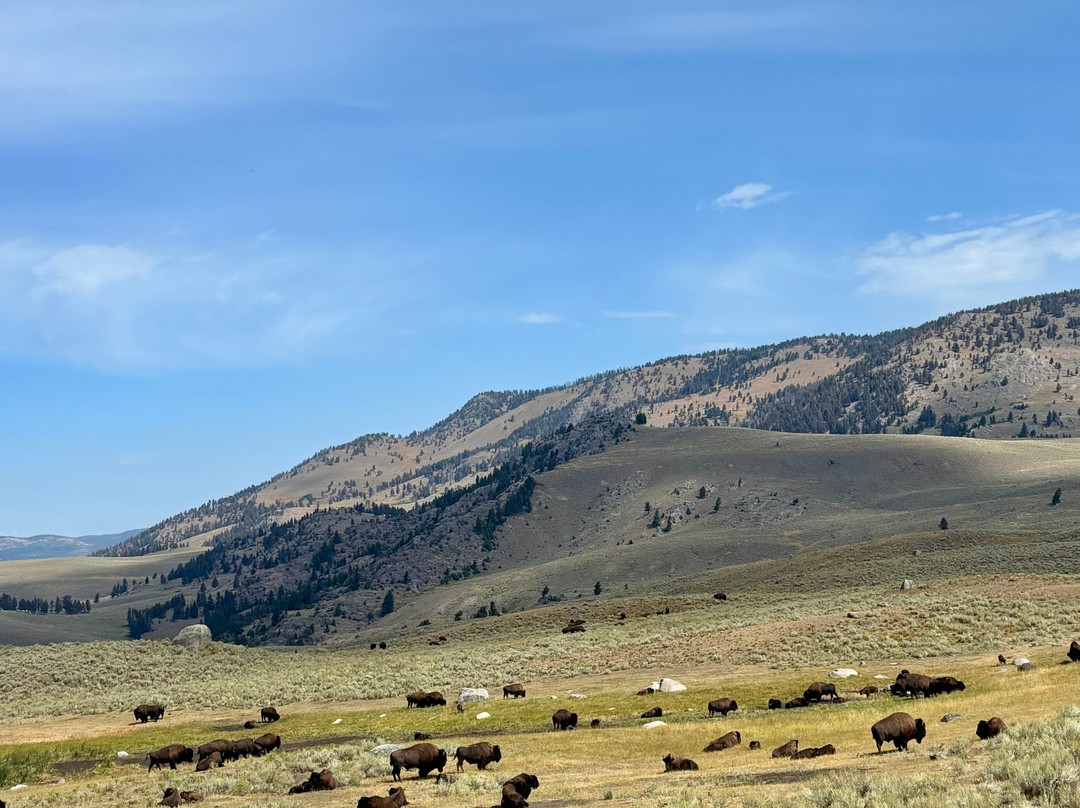 Yellowstone Wolf Tracker-加德纳必去景点