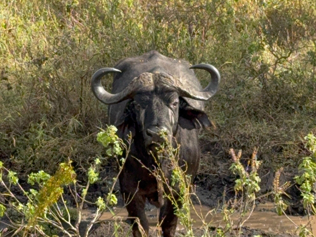 Tazama Africa Tours and Safari-阿鲁沙国家公园必去景点