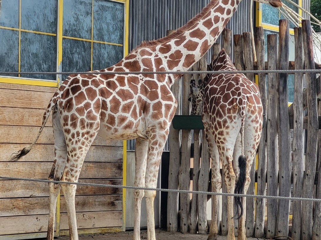 Odense Zoo-欧登塞必去景点