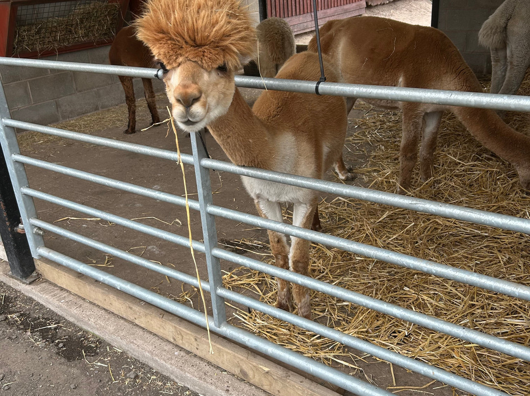 Hayrack Church Farm-Thornton-le-Moors必去景点