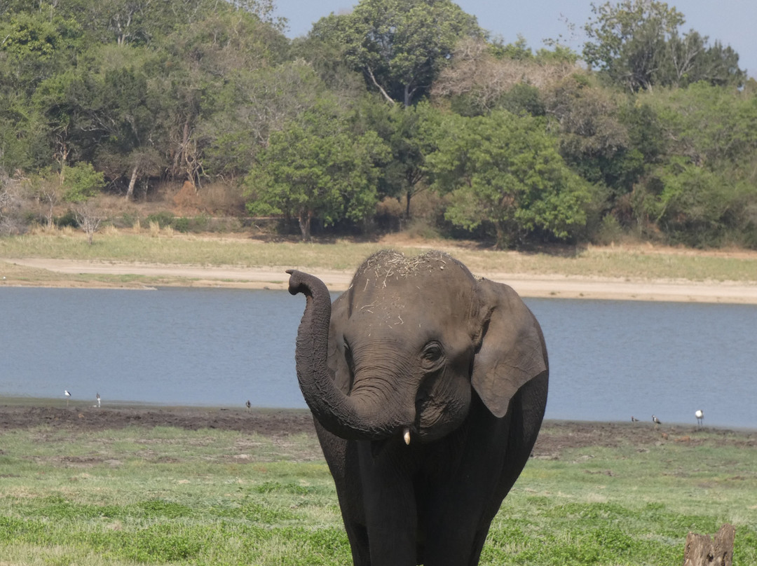 Elephant Kingdom Safaris – Explore Minneriya, Kaudulla & Hurulu Parks