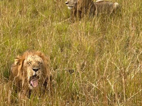 Gorilla Tours-坎帕拉必去景点