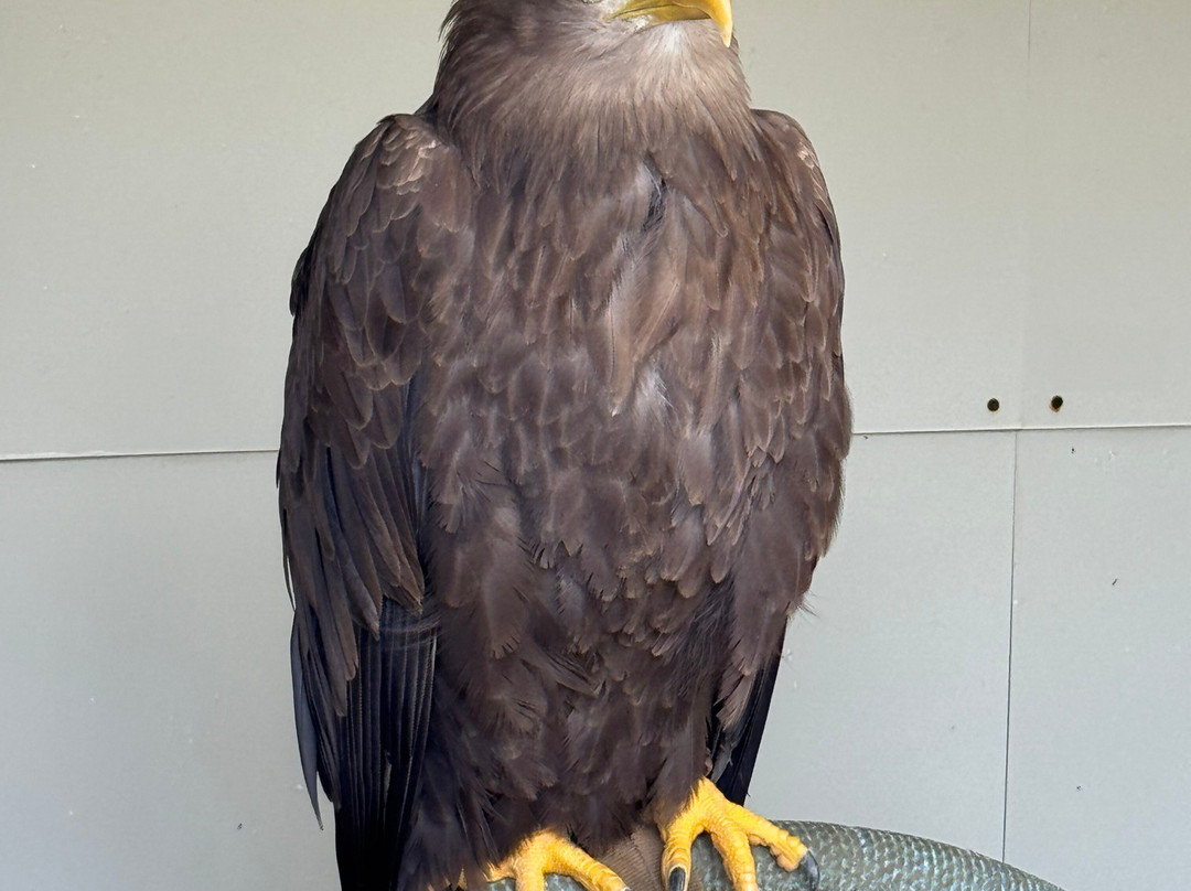 Kielder Water Bird of Prey Centre-Kielder必去景点