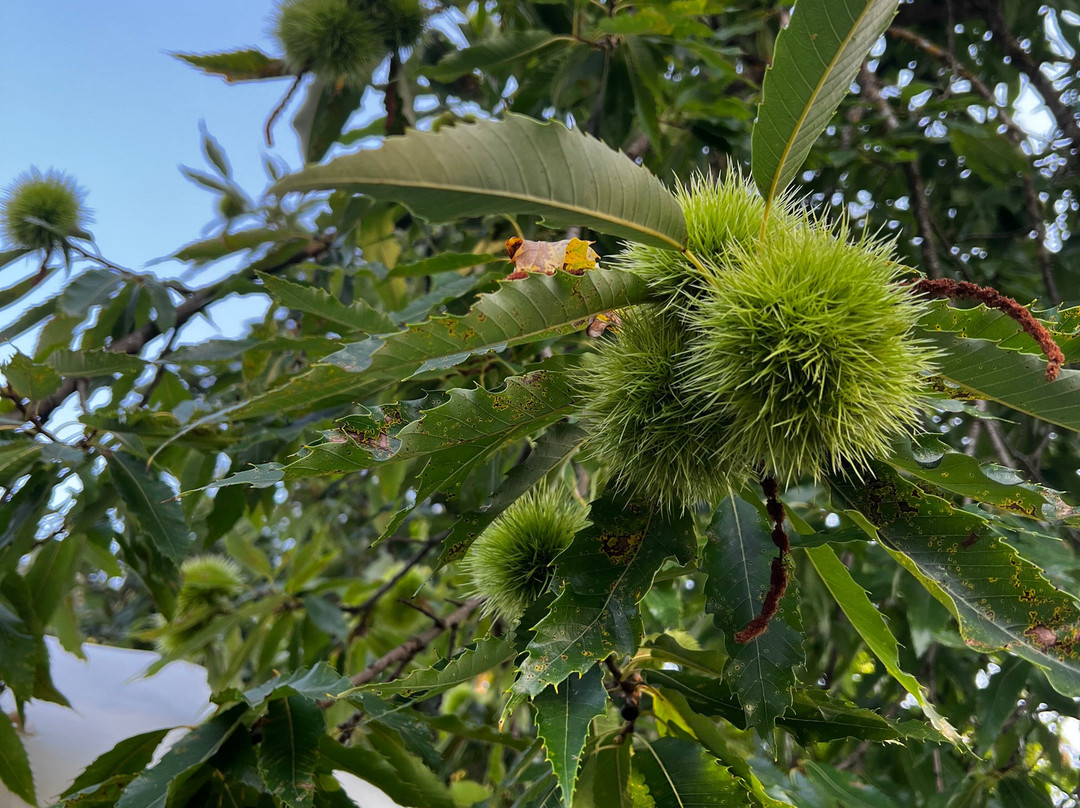 Anerada Inn Boutique Hotel主图