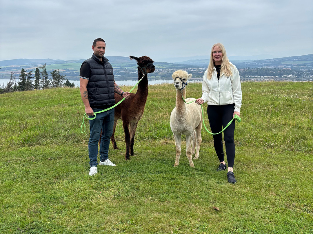 Larch Green Alpacas-格拉斯哥必去景点