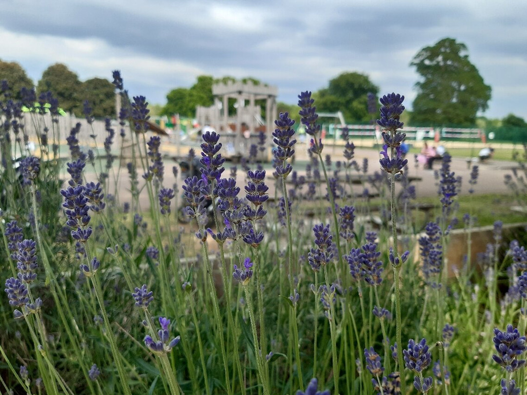 Verulamium Park-圣奥尔本斯必去景点