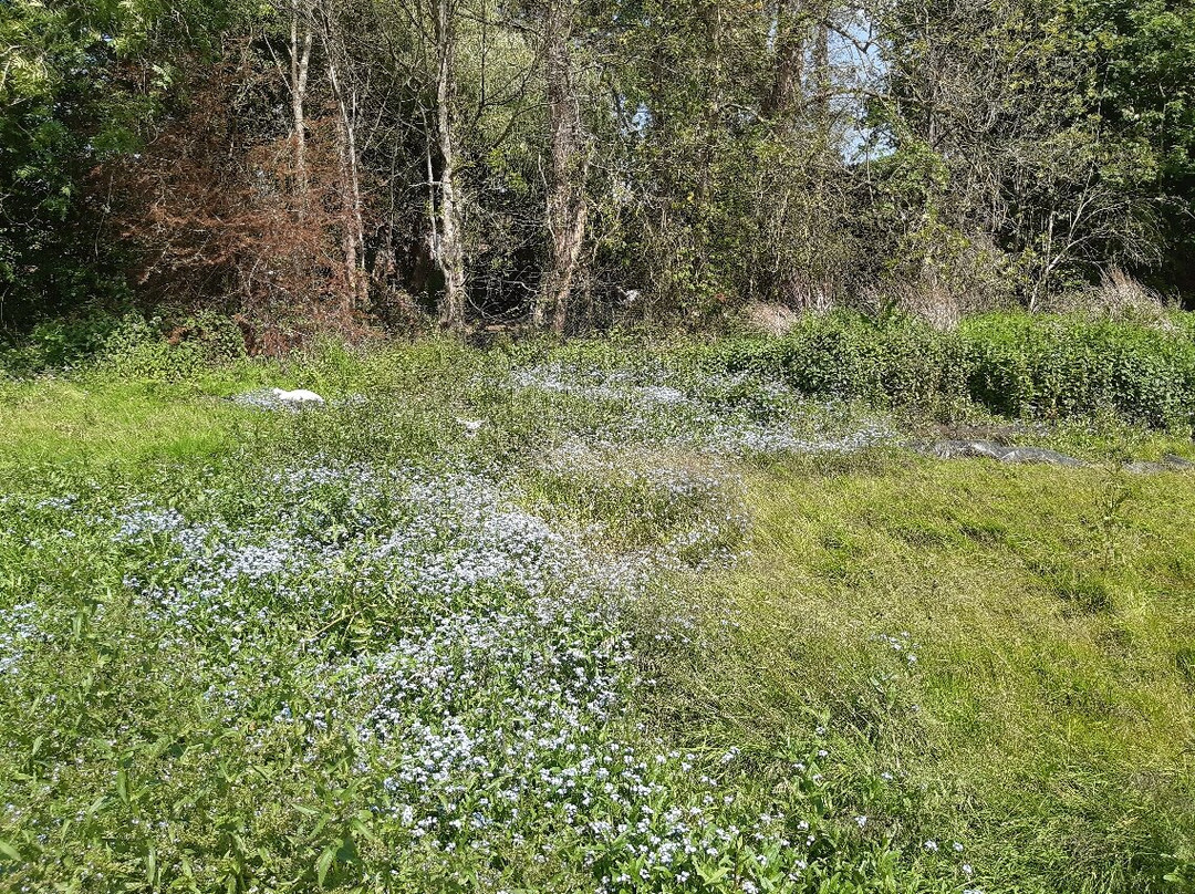 Verulamium Park-圣奥尔本斯必去景点