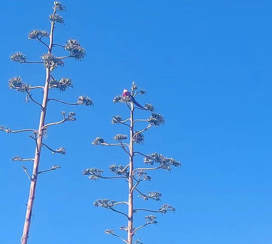Golden Bay-梅雷赫必去景点