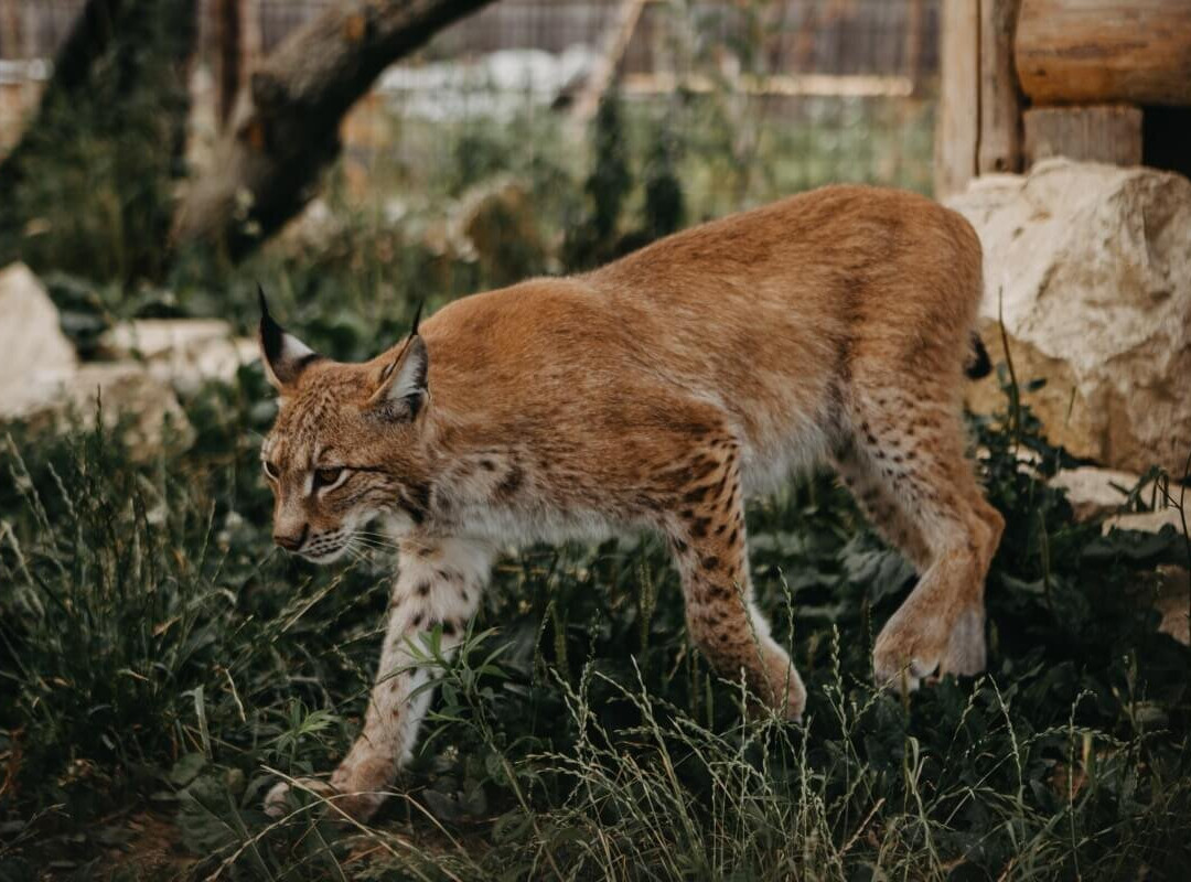 Zverinec, Mini-zoo Lipany-Lipany必去景点