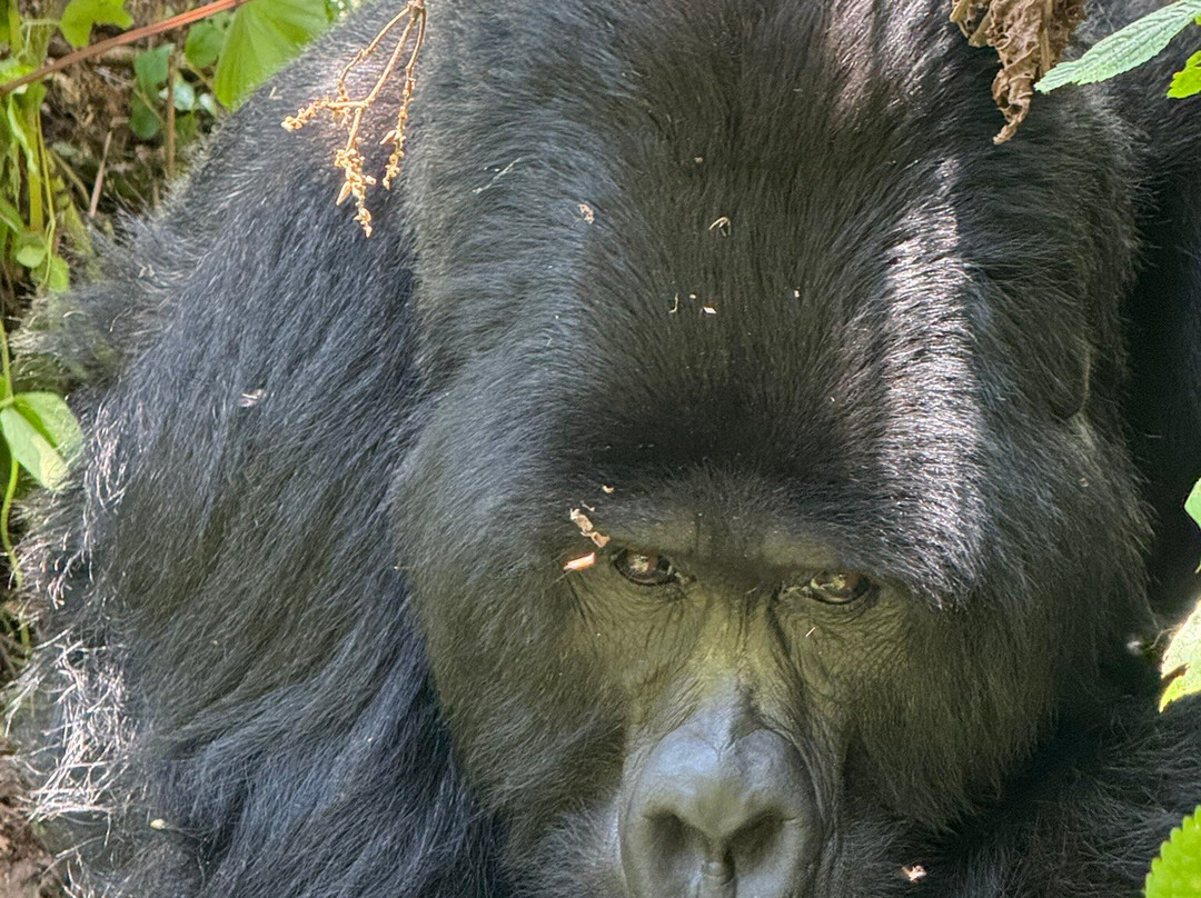 New Horizon Africa Safaris-吉佳利必去景点