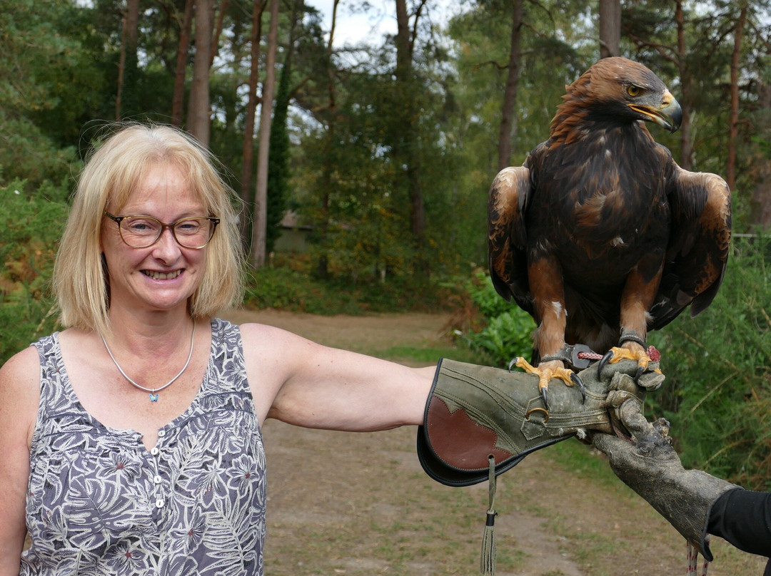 Forest Falconry-Landford必去景点