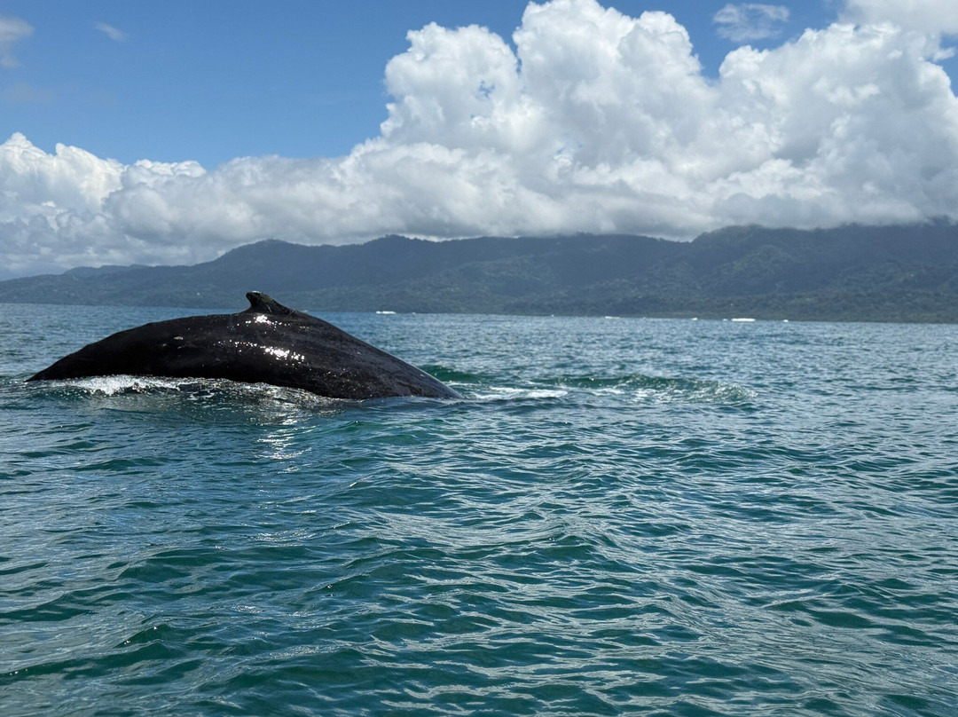 Manuel Antonio Quepos Tours-克波斯必去景点