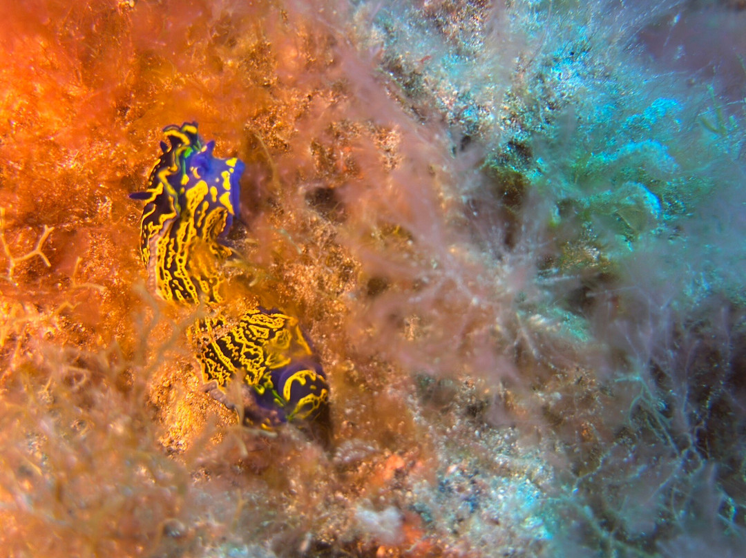 Deep Fin-拉斯加勒塔斯必去景点