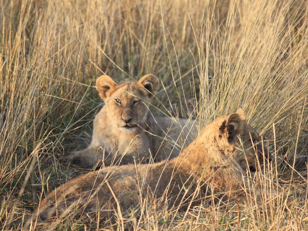 Gondwana Tours & Safaris-马翁必去景点