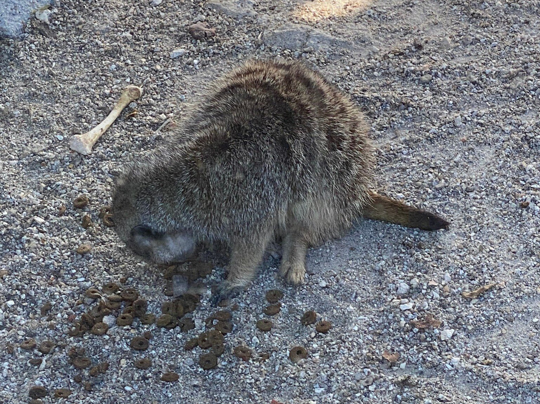 Quinta Pedagógica Quinta das Manas-吉马良斯必去景点
